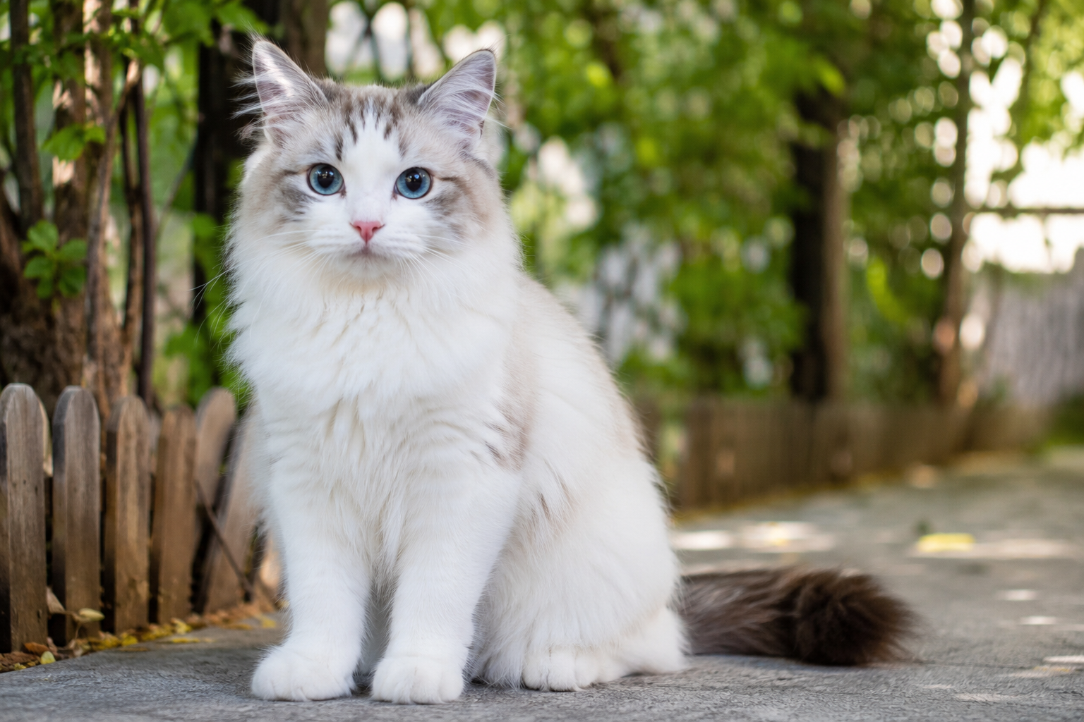 Persian Triple Coat Kitten