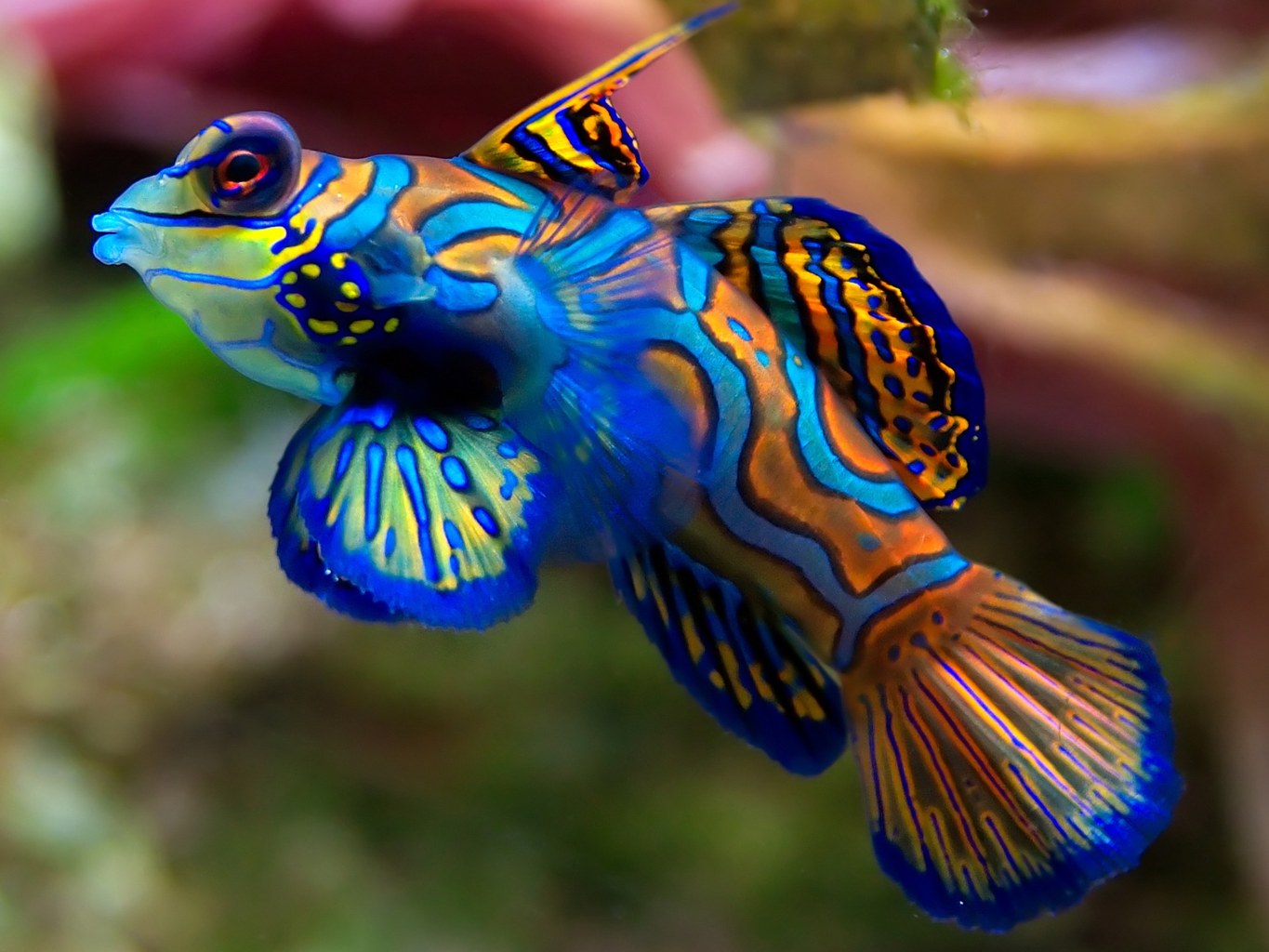 Koi Fish Collection